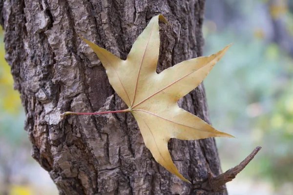 Dry leaf — Stock Photo, Image