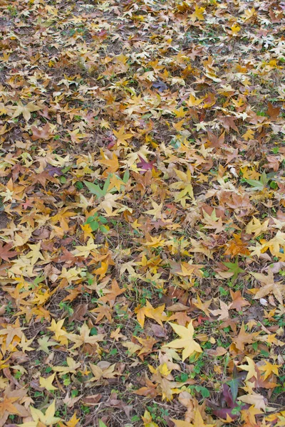 Hojas de otoño —  Fotos de Stock