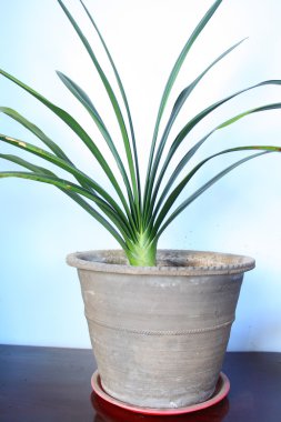 Çiçek tencerede Clivia