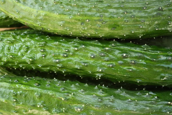 Cucumber — Stock Photo, Image