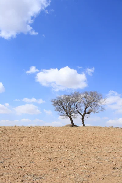 Arbre dans la montagne — Photo