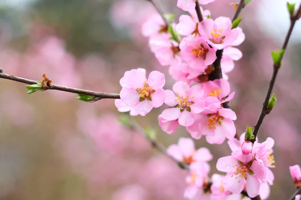 Peach blossom — Stock Photo, Image