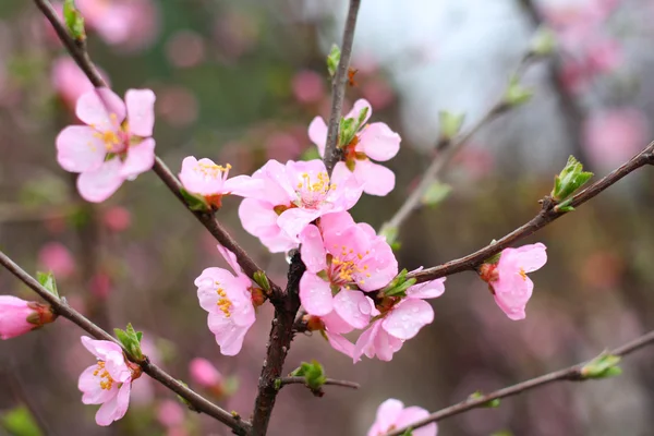 Peach blossom — Stock Photo, Image