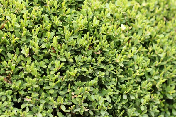 녹색 잎 배경 — 스톡 사진