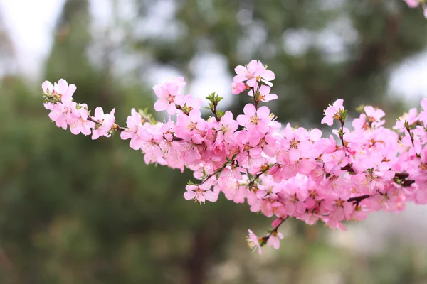 Fleur de pêche — Photo