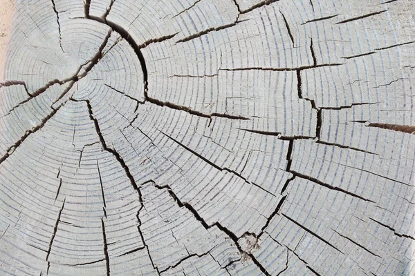 Close up wood cut texture — Stock Photo, Image