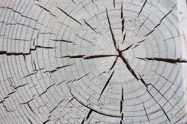 Detail řezu texturou dřeva — Stock fotografie