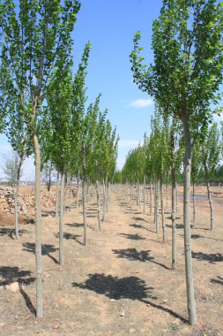 Park orman yolu
