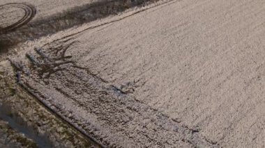 Karlı bir çayırdaki geyik görüntüsü. Kamera sürüye yaklaşıyor. Çayırdaki bir geyik sürüsünün drone görüntüleri.