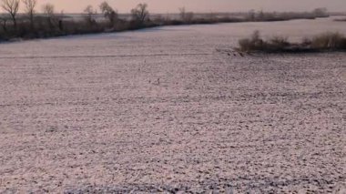 Karlı bir çayırdaki geyik sürüsünün hava görüntüleri. Drone kamera hayvanları kovalıyor. Kışın bir tarlada geyik videosu.
