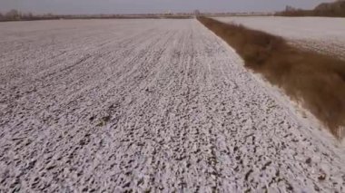 Karla kaplı bir tarlanın drone görüntüleri ve kaplamak için koşan bir geyik sürüsü. Düşük irtifada ve yüksek hızda bir geyik sürüsünün üzerinde uçan. Karla kaplı bir çayırın ve birkaç geyiğin hava görüntüleri.