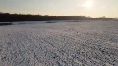 Kışın bir tarlanın üzerinde birkaç geyiğin koştuğu bir hava görüntüsü. Kaçak bir geyikle otlağın drone videosu.