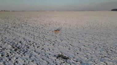 Tarladaki geyiklerin hava görüntüleri. Hayvanların etrafında yakın mesafeden uçmak onları odakta tutar. Çayırda geyik, İHA ile filme alındı.