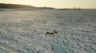 Tarladaki geyiklerin hava görüntüleri. Hayvanların etrafında yakın mesafeden uçmak onları odakta tutar. İHA 'dan gelen bir geyik.