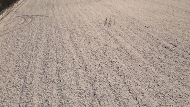 Images Aériennes Cerfs Sur Une Prairie Enneigée Avec Caméra Refermant — Video
