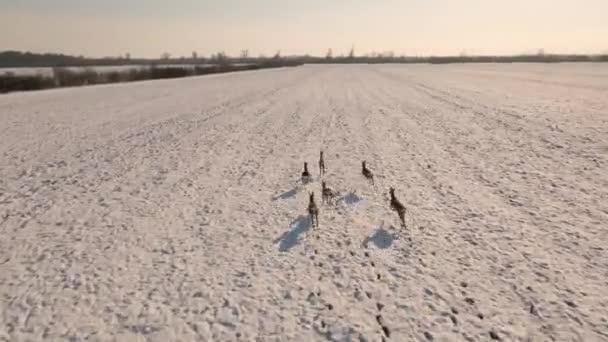 雪に覆われた畑を駆け抜ける鹿の群れの空中映像 鹿の群れの無人機と近い範囲で次の — ストック動画
