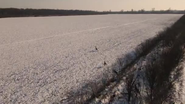 Повітряні Кадри Пачки Оленів Працюють Полі Вкритому Снігом Камерою Йде — стокове відео