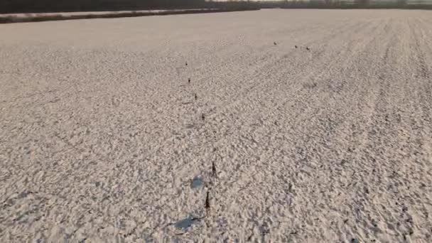 Drohnenaufnahmen eines Rudels Hirsche, das auf einem schneebedeckten Feld läuft, mit einer Kamera, die sie verfolgt. Luftbild von Rehen, die auf der Wiese rennen