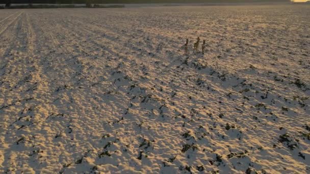 Imágenes Aviones Tripulados Baja Altitud Par Ciervos Campo Cubierto Nieve — Vídeo de stock