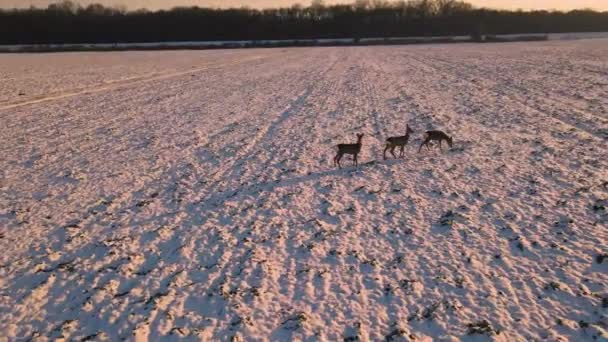 雪の牧草地で数頭の鹿のドローン映像 動物の周りを回転するドローンカメラが焦点を合わせています 低高度での鹿のカップルの空中ビデオ — ストック動画