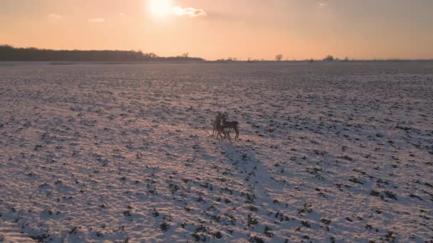 Karla Kaplı Bir Tarlada Birkaç Geyiğin Alçaktan Görüntüsü Drone Yavaşça — Stok video
