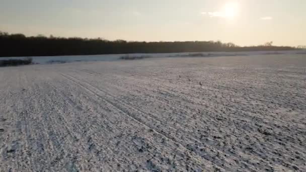 Kışın Bir Tarlanın Üzerinde Birkaç Geyiğin Koştuğu Bir Hava Görüntüsü — Stok video