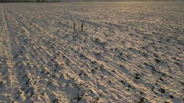 Nagranie Dronów Małej Wysokości Kilku Jeleni Polu Pokrytym Śniegiem Dron — Wideo stockowe