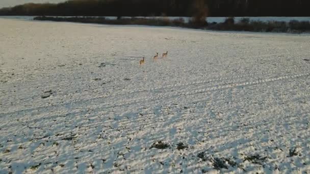 Images Aériennes Cerfs Sur Une Prairie Voler Derrière Cerf Courte — Video