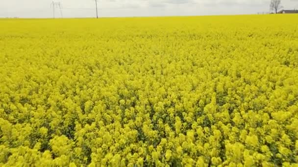 Drone Optagelser Voldtægt Felt Fuld Flor Videoen Blev Filmet Mens – Stock-video