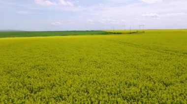 Çiçek açmış bir tecavüz alanının insansız hava aracı görüntüleri. Video, İHA 'yı alanın en başında yakın mesafeden uçururken ve alanın üzerinde irtifa toplarken çekildi. İHA 'dan çekilen bir tecavüz sahasının hava görüntüsü.