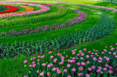 Çiçek açan lalelerle karışık renklerde bir bahçe fotoğrafı. Lale bahçesi çiçek açmış.