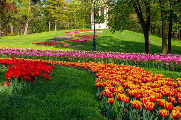 混合色のバリエーションを持つチューリップが咲く庭の写真 満開のチューリップの庭 — ストック写真