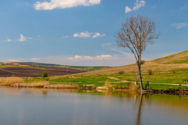 Photography of a lake with reed and bullrush in country side. Photo taken at noon time. View of a pond with natural vegetation. Landscape photography of a pond with reed and blue sky