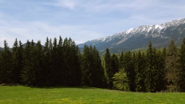 Pemandangan Udara Atas Hutan Pinus Dengan Pegunungan Latar Belakang Rekaman — Stok Video