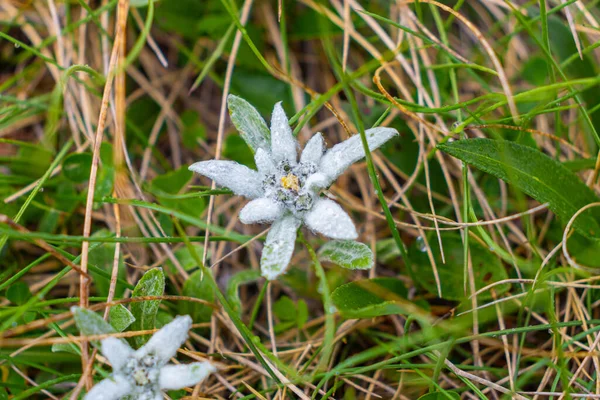 Fényképezés Egy Ritka Védett Edelweiss Virág Természetes Élőhelyén Makro Fotózás — Stock Fotó