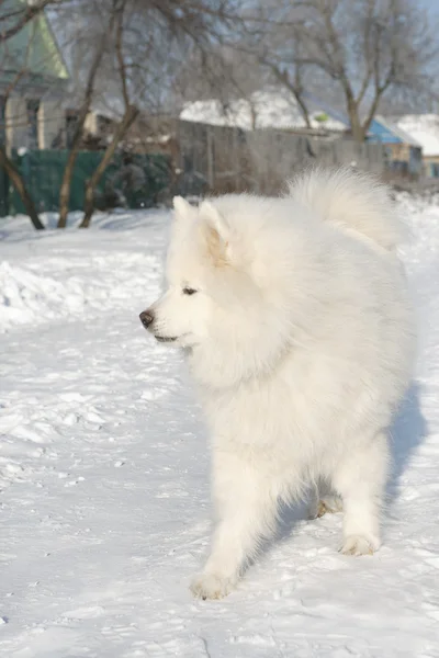 Samoyedo husky corriendo por la calle cubierto de nieve — Foto de Stock