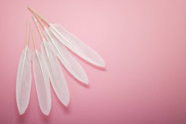 Pembe arka planda beyaz tüyler. Mesajın için yer aç. Pembe kağıt arka planda melek kanatları. Sevgililer günü kartı, aşk beyanı, kartpostal, düğün davetiyesi..