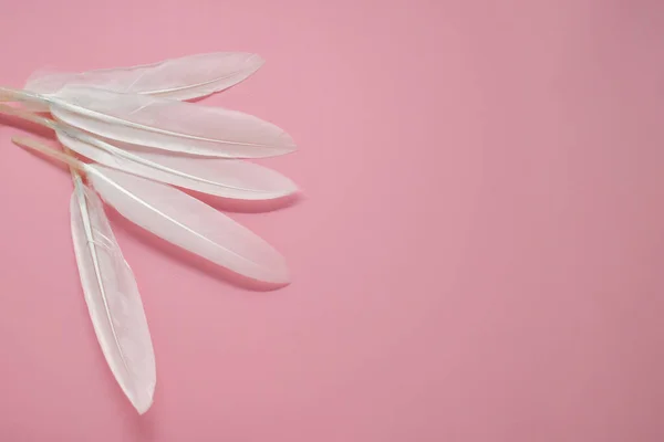 Λευκά Φτερά Ροζ Φόντο Θέση Για Μήνυμά Σας Φτερά Αγγέλου — Φωτογραφία Αρχείου