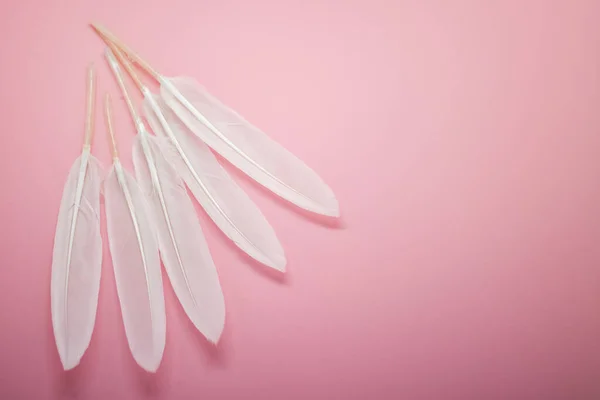 粉色背景的白色羽毛 把你的文字放好 粉色纸背景上的天使翅膀 情人节卡片 爱情宣言 明信片 婚宴请柬 — 图库照片