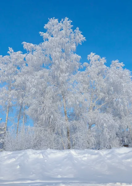 Snow-covered trees on frosty winter day in clear weather. The trees are covered with frost. Siberian landscape. Fairy snowy forest. Birch in the snow. Frosty day in the forest.