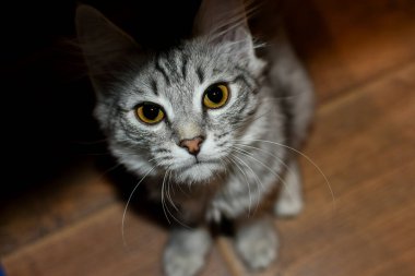 Şirin kedi yavrusu gölgede oturur ve ışığa bakar. Gri tekir kedicik portresi. Kedi yerde oturuyor, gölgelerden yukarı bakıyor. Hayvanın ağzının bir tarafı gölgede, diğer tarafı aydınlık..
