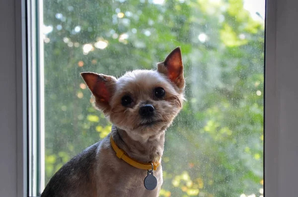 约克郡的小宠物狗坐在窗台上 向窗外看去 等待着它的主人 一个无聊 悲伤的宠物 宠物照料 将被遗弃动物转移到新主人处 动物收容所 — 图库照片