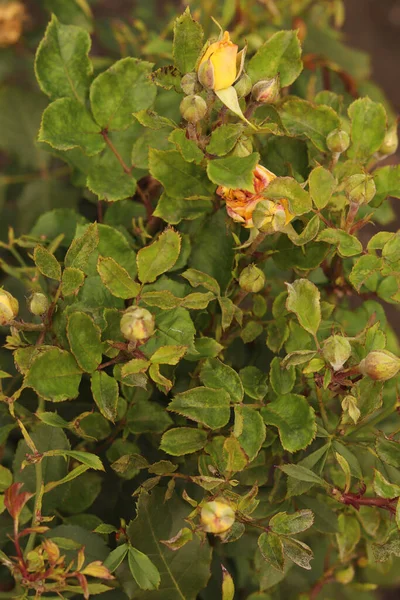 Muitos Botões Rosa Amarelos Arbusto Jardim — Fotografia de Stock