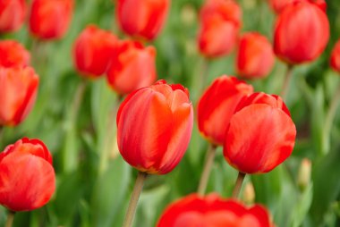 güzel kırmızı lale buketi