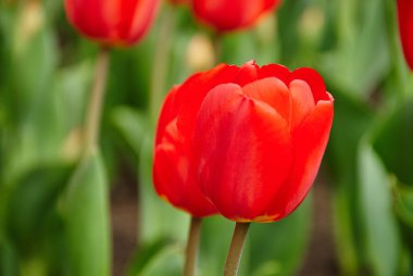 güzel kırmızı lale buketi