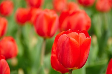 güzel kırmızı lale buketi