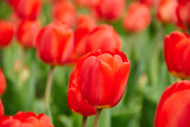 güzel kırmızı lale buketi