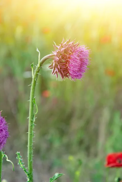 Close up of round spiky purple thistle bud