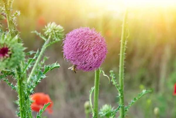 Close up of round spiky purple flowers