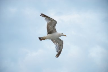 Martı karşı güzel bir gökyüzü bulutlu